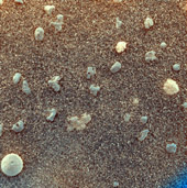 Марс под микроскопом. Размер участка почвы - 3x3 см. Размер шариков - 3 мм.